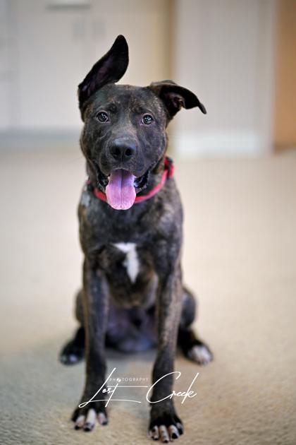 Enlarge Dab, a Adoptable mixed breed in Kalispell, MT image 3/3