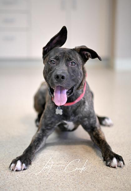 Enlarge Dab, a Adoptable mixed breed in Kalispell, MT image 3/3