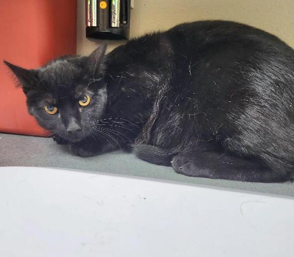 Mac, Adoptable, Adult Male Domestic Short Hair.