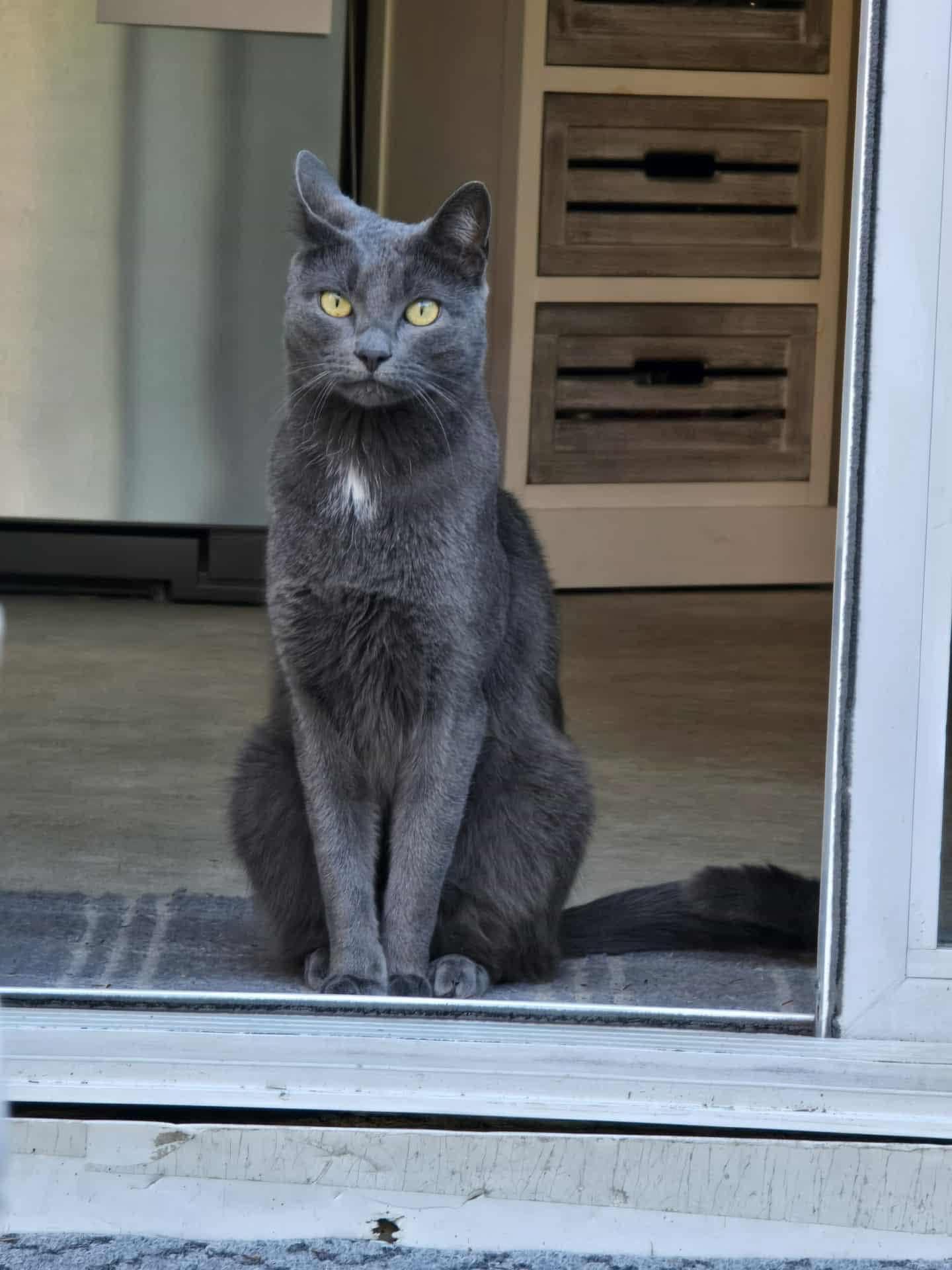 Rudy (I’m 3), Adoptable, Young Male Russian Blue.