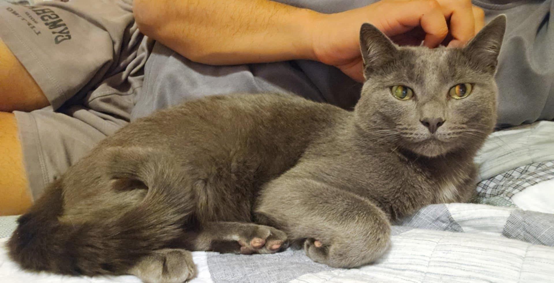 Rudy (I’m 3), a Adoptable mixed breed in Enfield, CT image 2/4