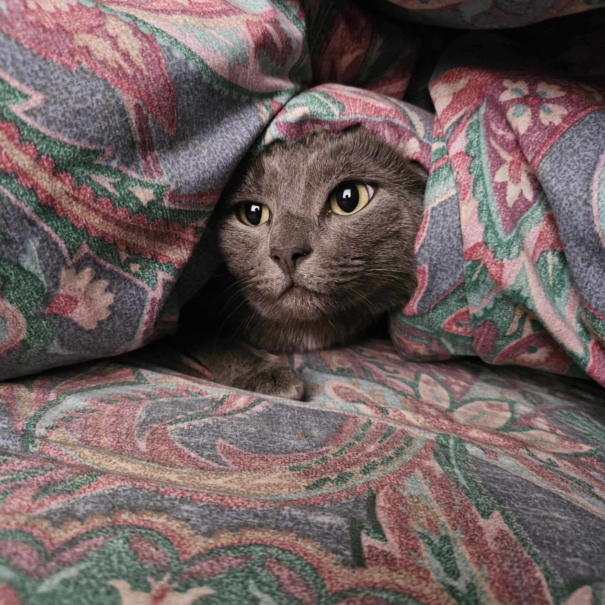 Rudy (I’m 3), a Adoptable mixed breed in Enfield, CT image 3/4