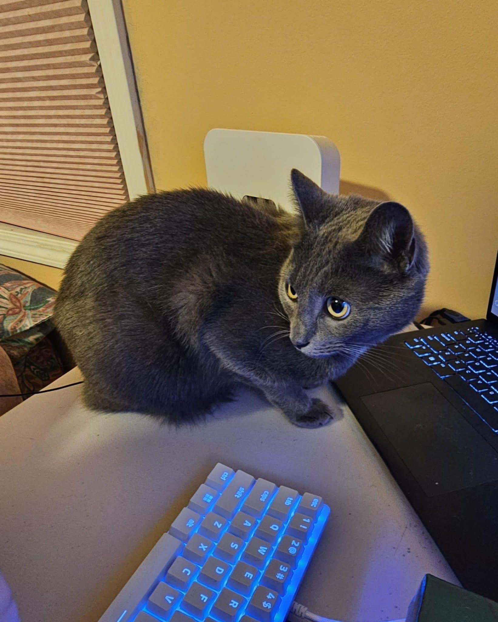 Rudy (I’m 3), a Adoptable mixed breed in Enfield, CT image 4/4