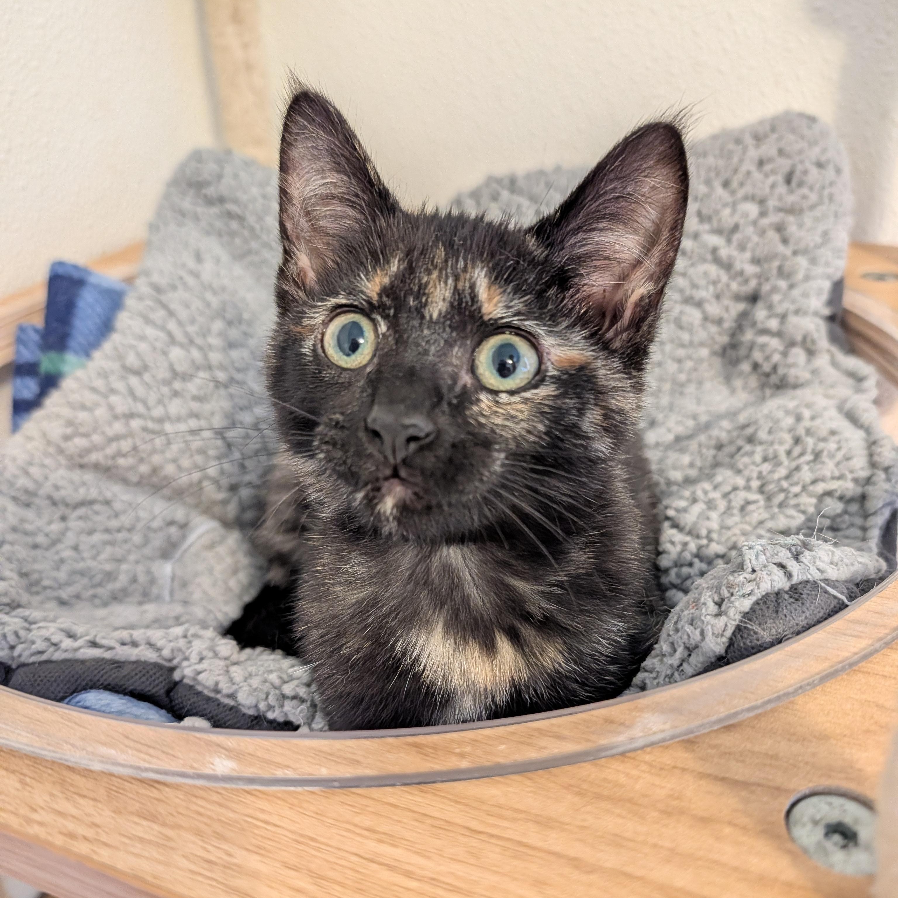 Enlarge Autumn, a Adoptable Tortoiseshell in Manistique, MI image 1/1