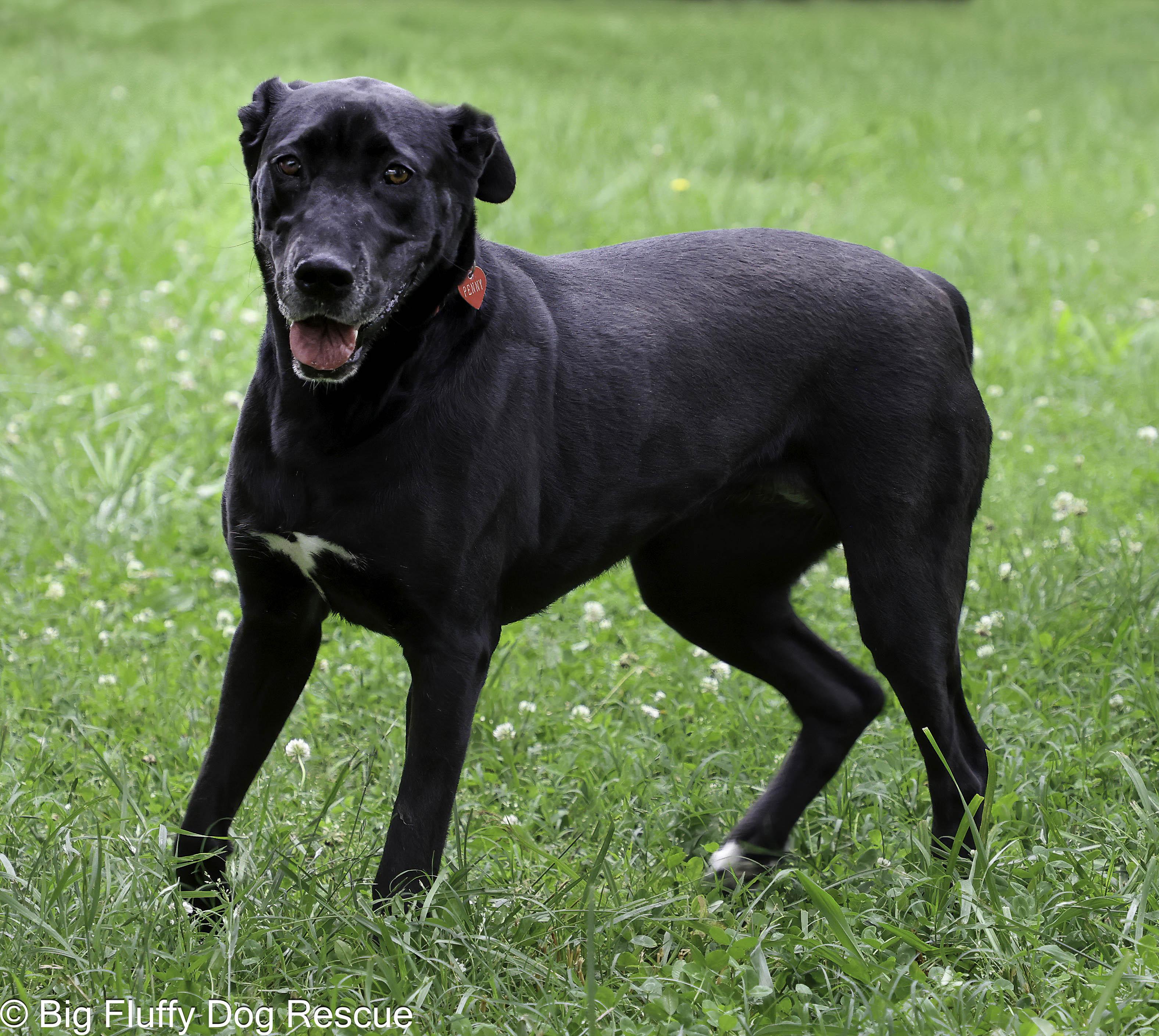 Penny, a Adoptable mixed breed in Sandy Springs, GA image 2/5