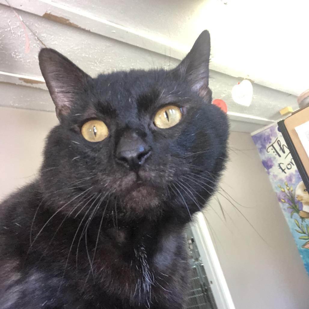 Enlarge Voodoo, a Adoptable Domestic Short Hair in Russellville, KY image 1/1