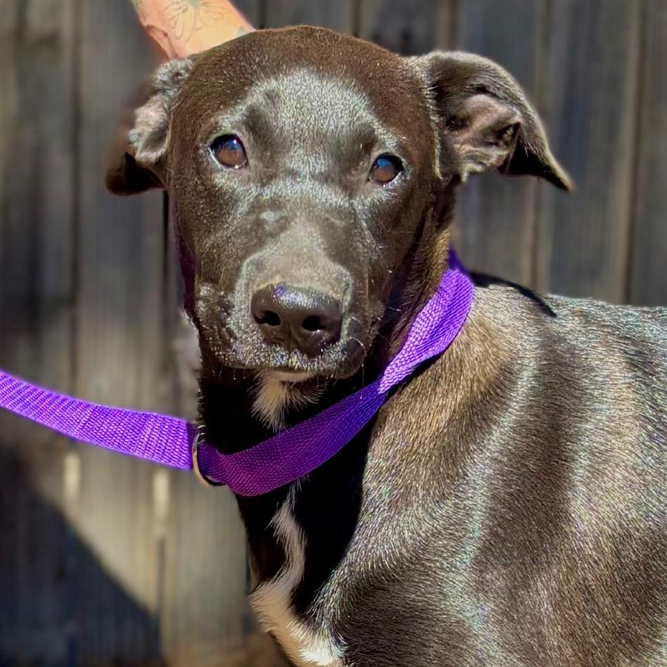 Bumble, Adoptable, Young Female Pit Bull Terrier & Mixed Breed.