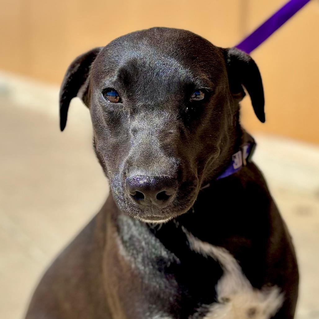Bumble, a Adoptable mixed breed in Midland, TX image 3/3