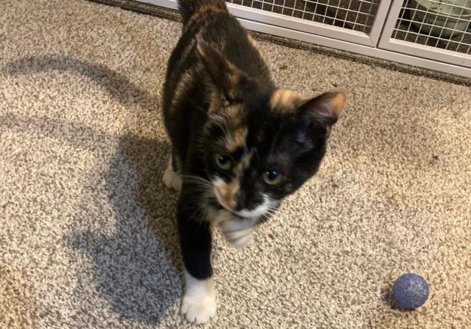 Enlarge Jade, an adopted mixed breed in Lake Orion, MI image 3/4