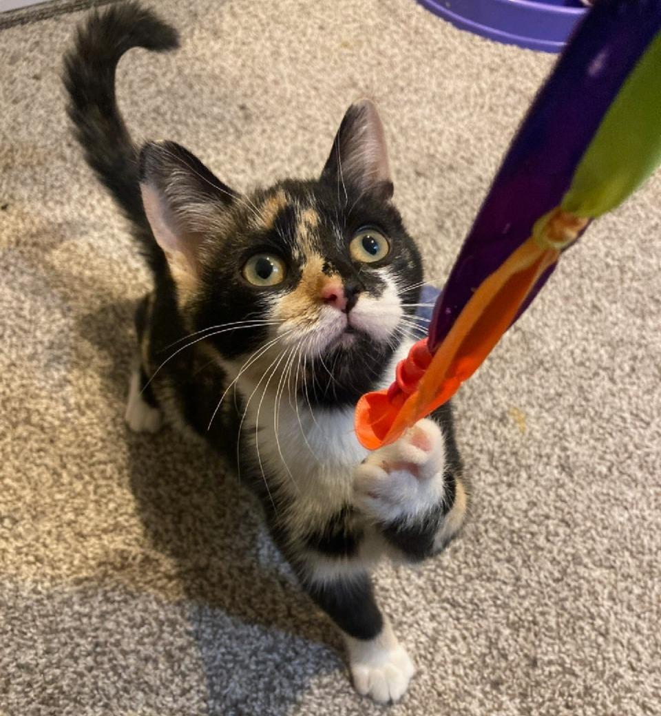 Jade, adopted, Kitten Female Domestic Short Hair.