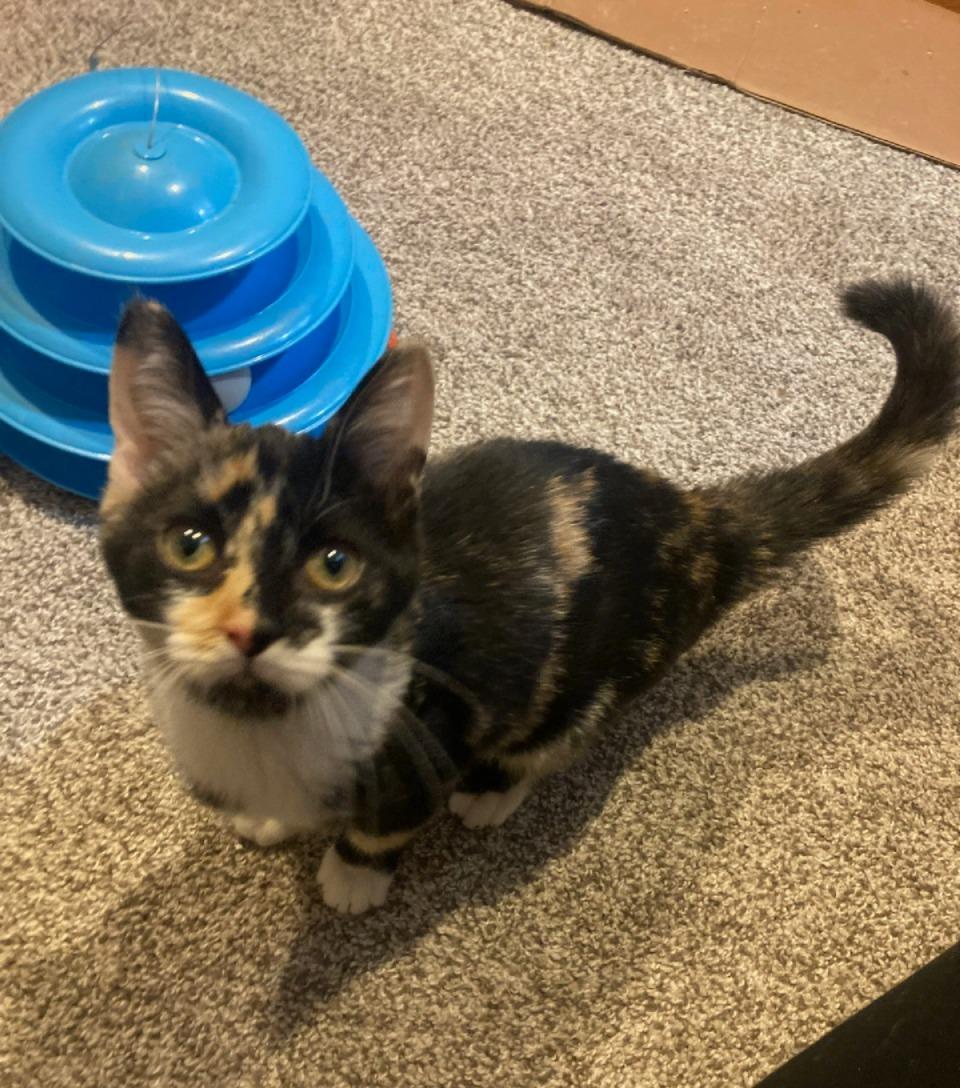 Enlarge Jade, an adopted mixed breed in Lake Orion, MI image 2/4