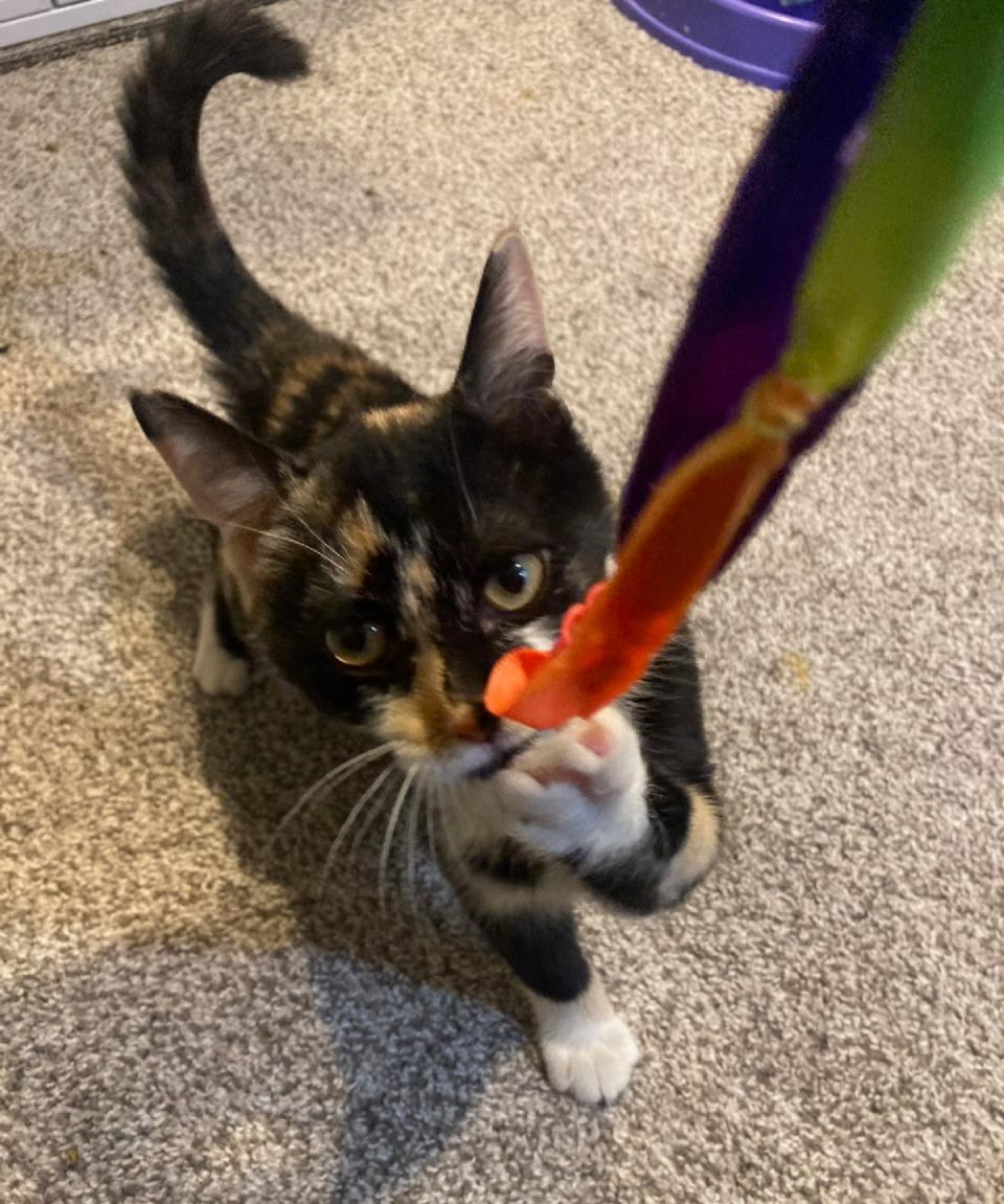 Enlarge Jade, an adopted mixed breed in Lake Orion, MI image 4/4