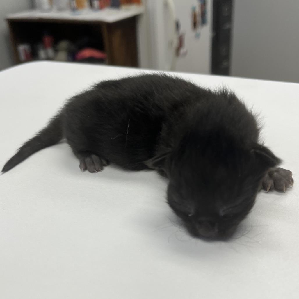 Sage, Adoptable, Kitten Female Domestic Short Hair & Domestic Short Hair.