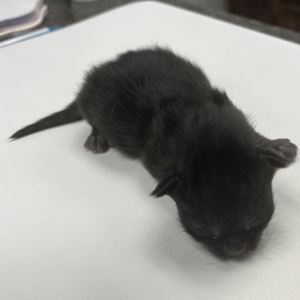 Enlarge Sage, a Adoptable mixed breed in Morganfield, KY image 2/2