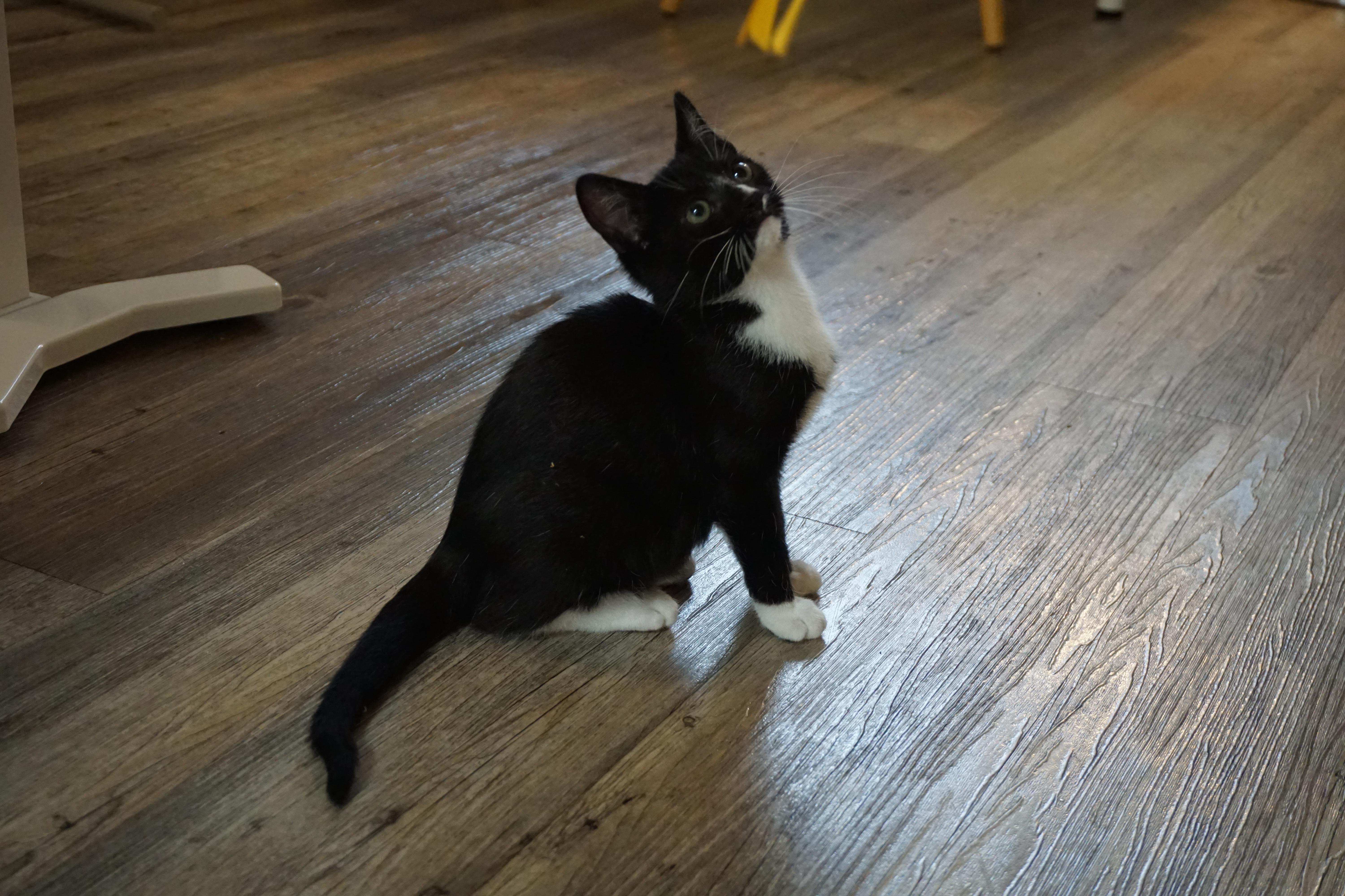 Quattrocento, a Adoptable Domestic Short Hair in Davis, CA image 1/6