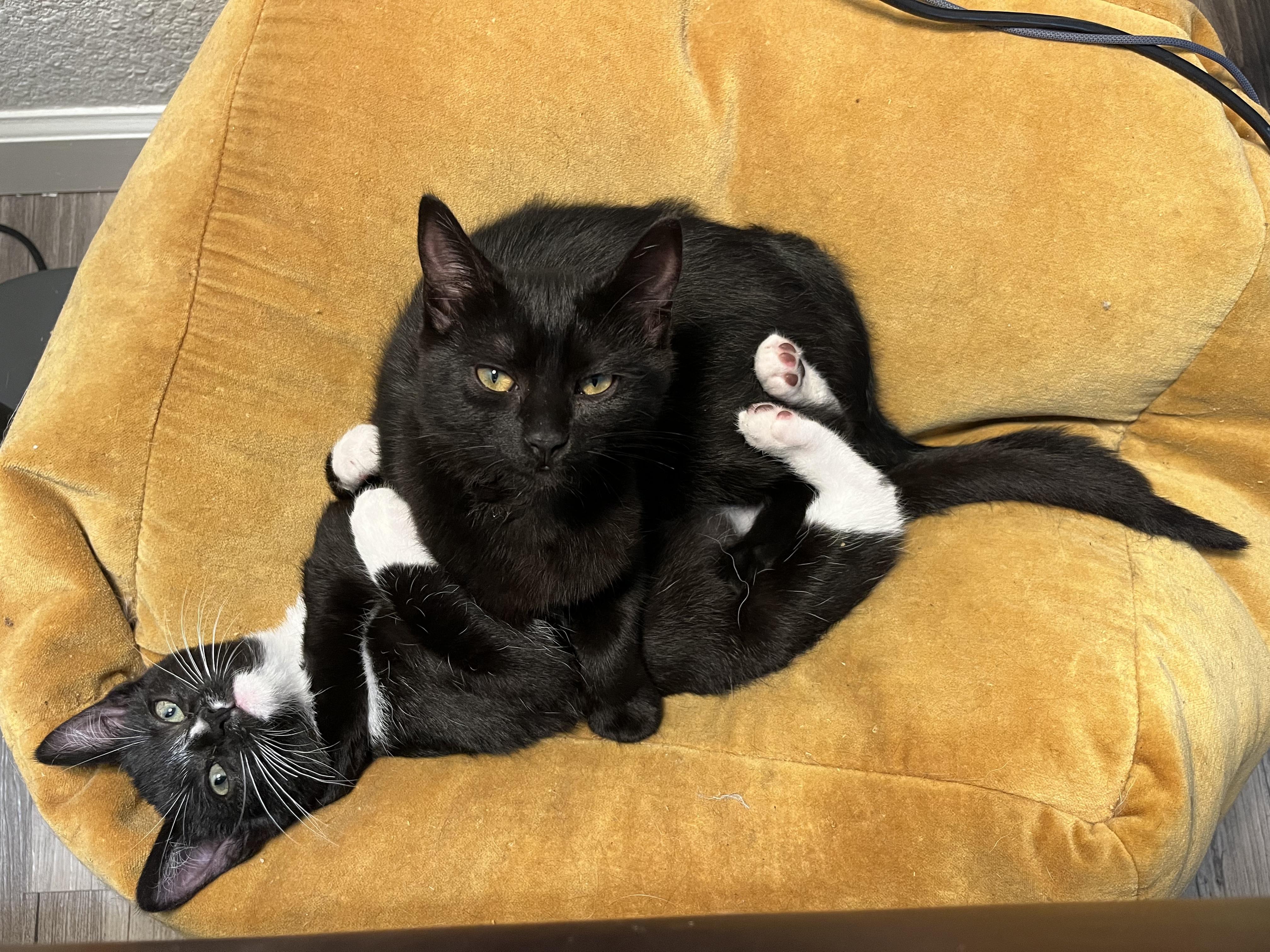 Quattrocento, a Adoptable Domestic Short Hair in Davis, CA image 2/6