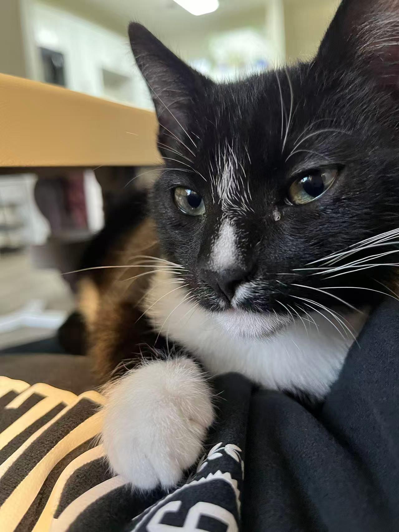 Quattrocento, a Adoptable Domestic Short Hair in Davis, CA image 4/6