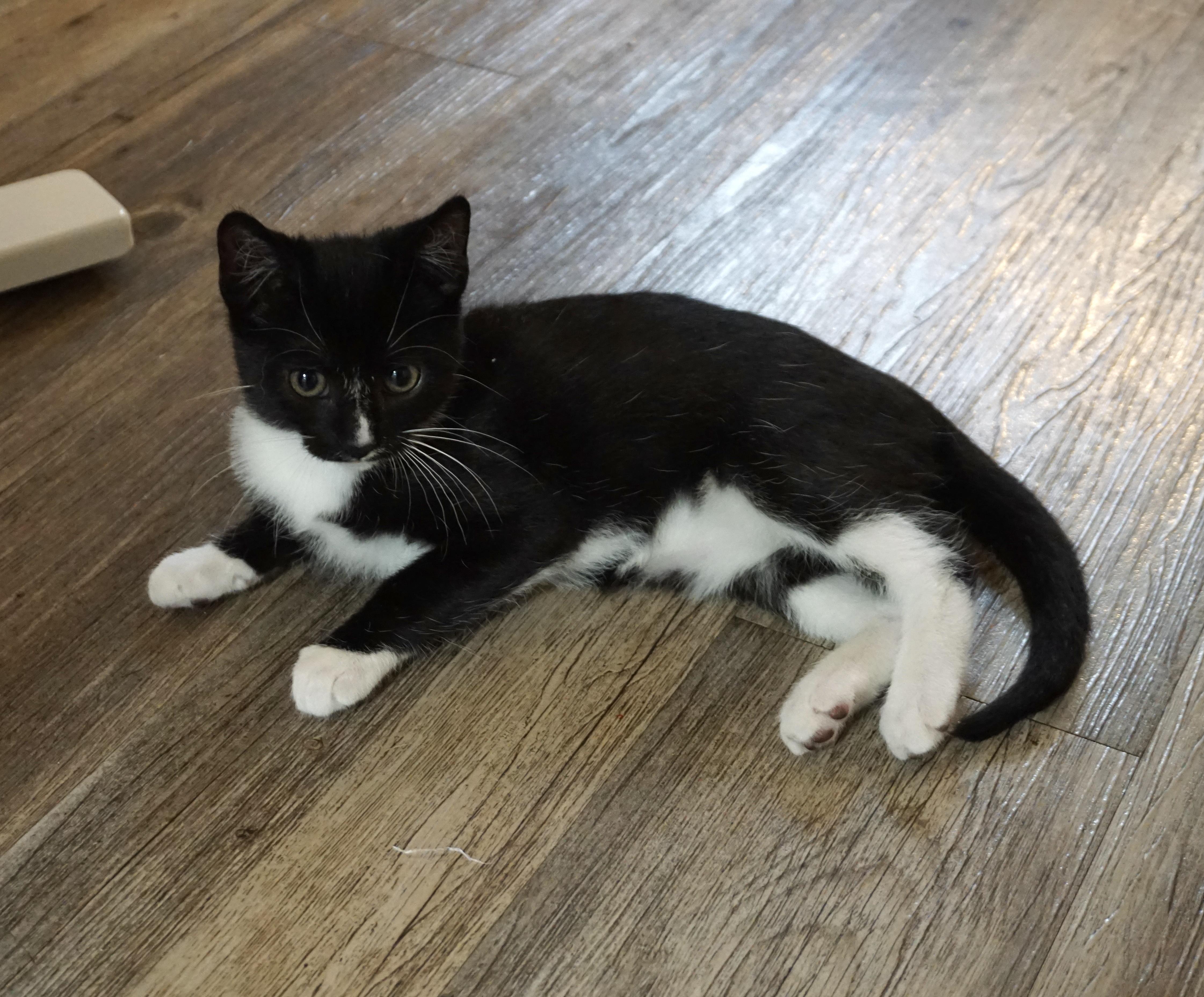 Quattrocento, a Adoptable Domestic Short Hair in Davis, CA image 3/6