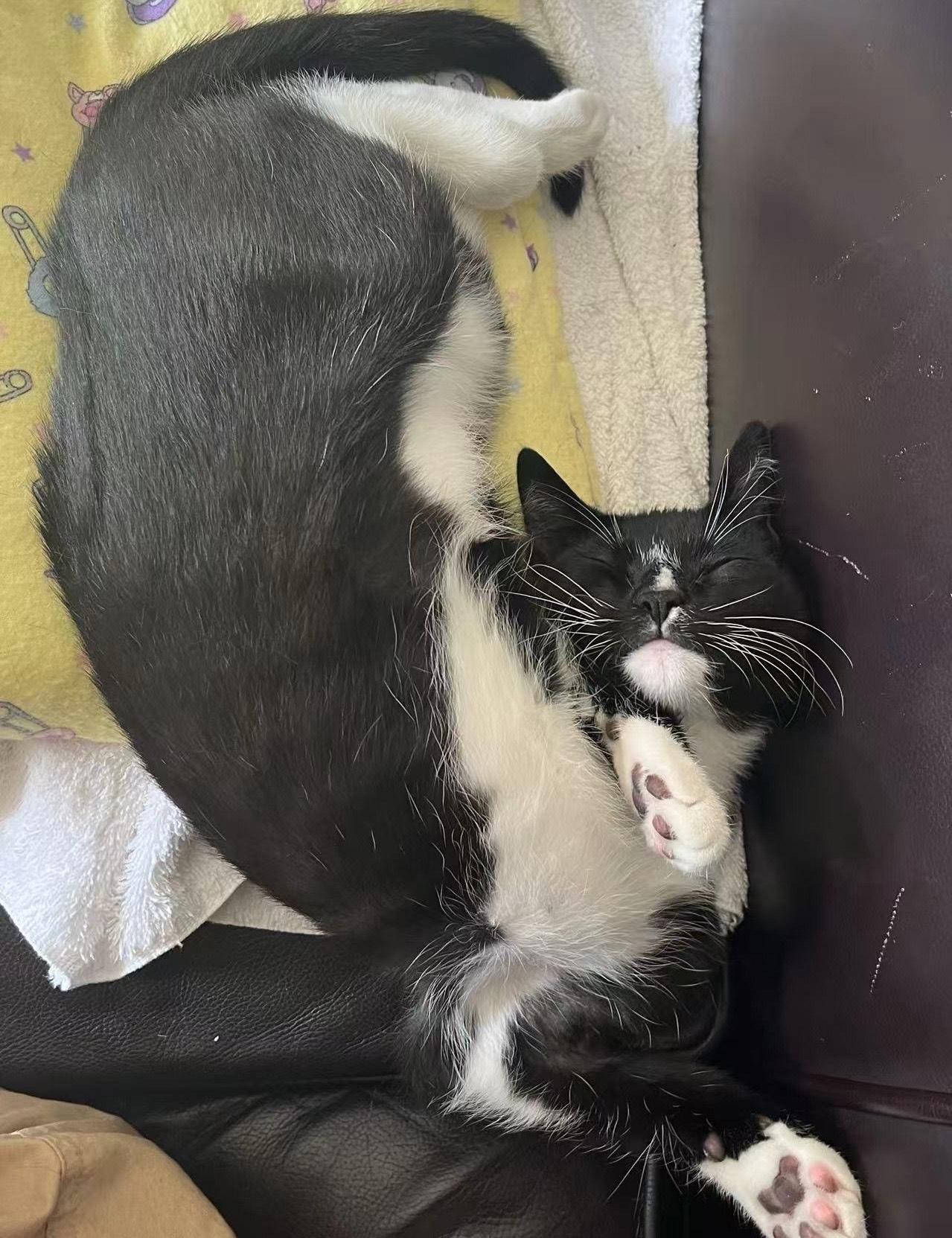 Quattrocento, a Adoptable Domestic Short Hair in Davis, CA image 6/6