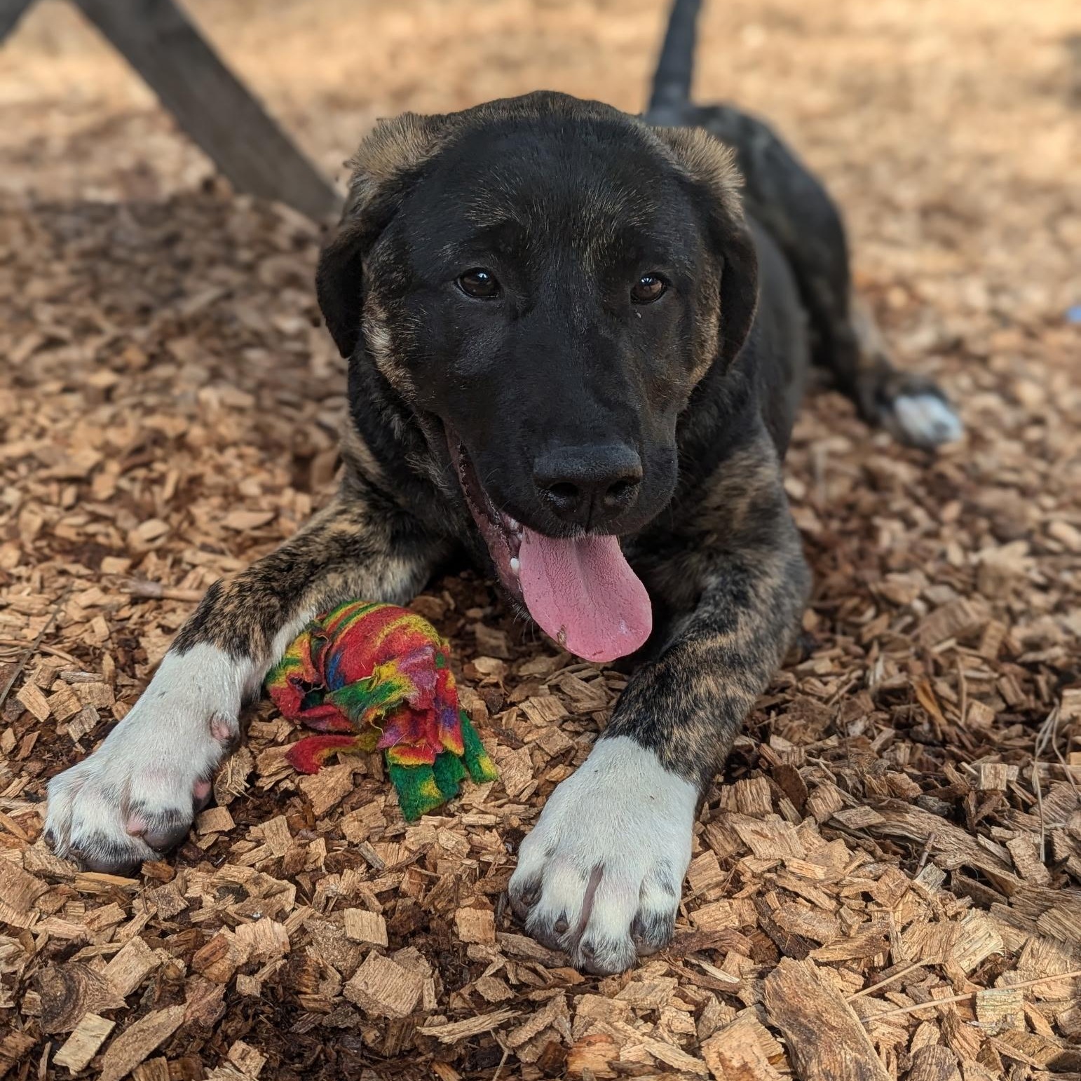 Enlarge Brooke- Puppy, an adopted mixed breed in Grass Valley, CA image 2/3