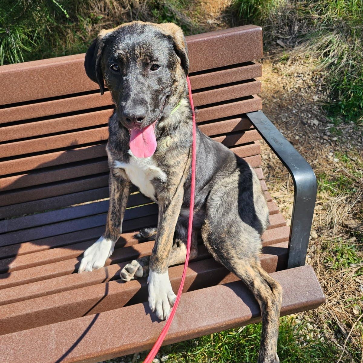 Enlarge Brooke- Puppy, an adopted mixed breed in Grass Valley, CA image 1/3