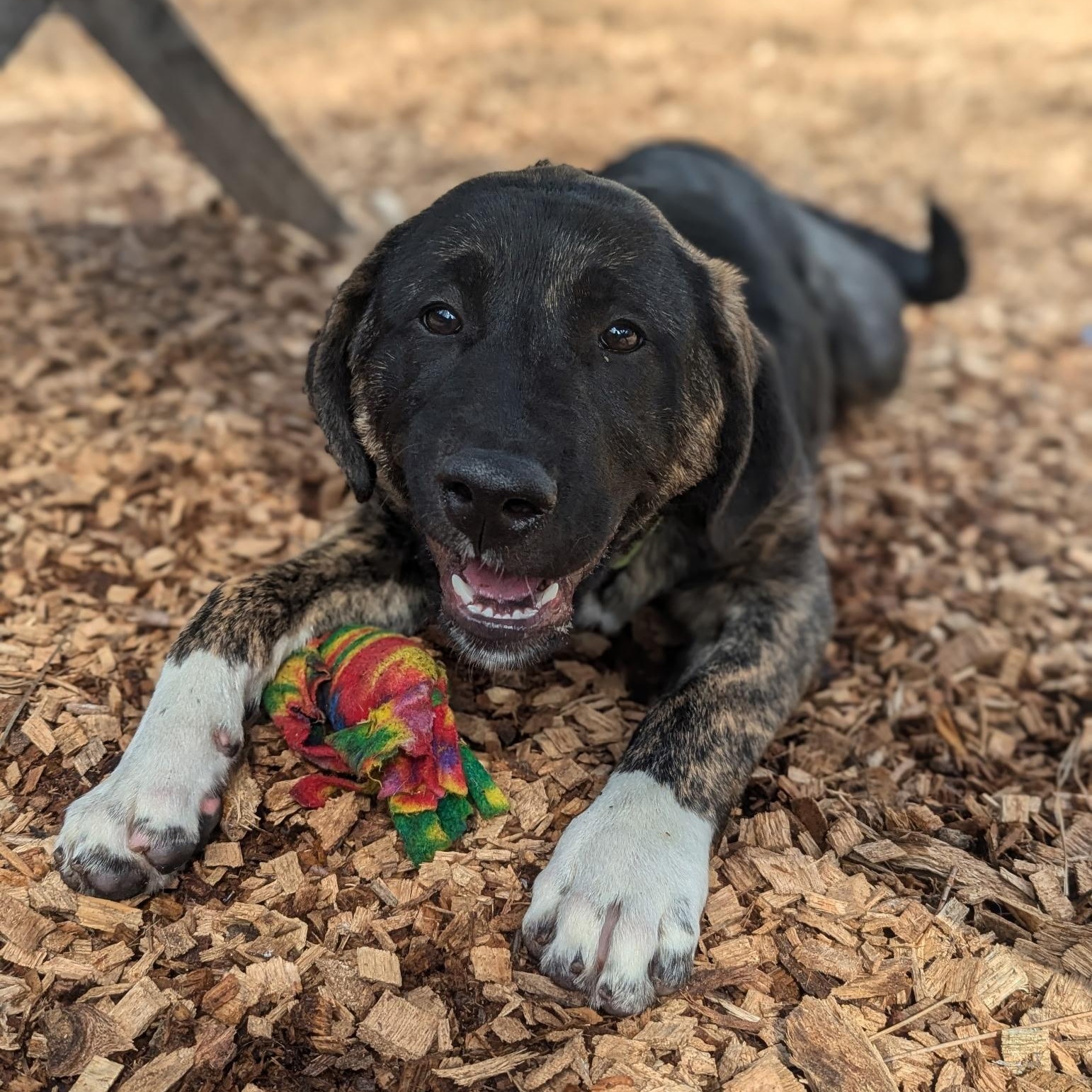 Enlarge Brooke- Puppy, an adopted mixed breed in Grass Valley, CA image 3/3