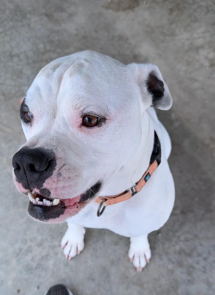 BOOGEY ~ $0 Adoption Fee!!, Adoptable, Adult Male American Bulldog.