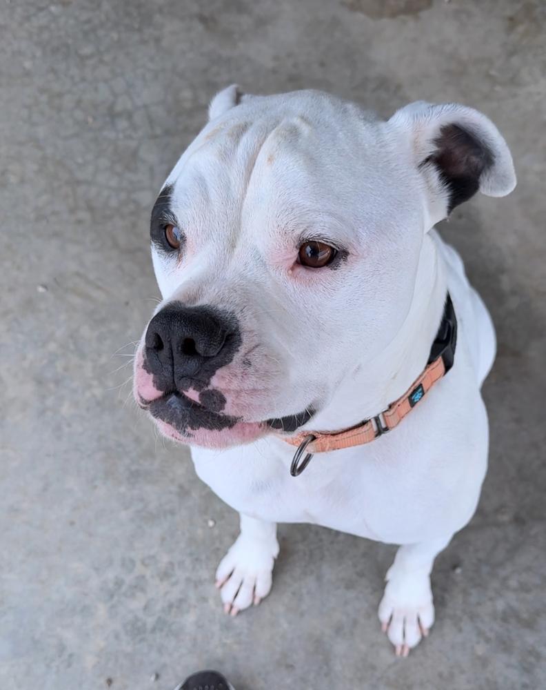 Enlarge BOOGEY ~ $0 Adoption Fee!!, a Adoptable mixed breed in Rochester, IN image 2/3