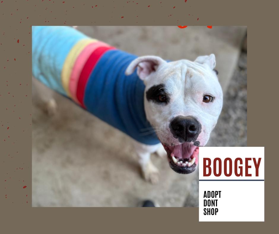 Enlarge BOOGEY ~ $0 Adoption Fee!!, a Adoptable mixed breed in Rochester, IN image 3/3