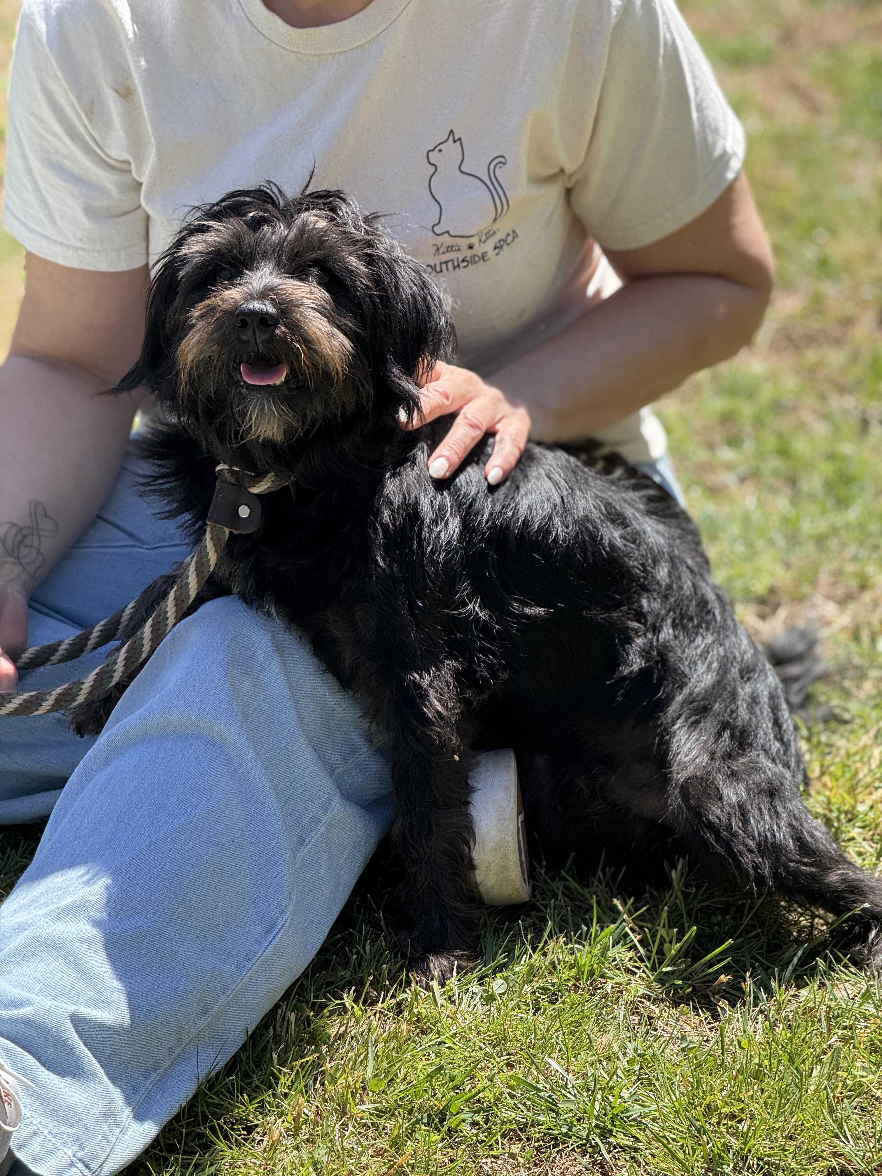 Enlarge Wesley, an adopted mixed breed in Richmond, VA image 4/5