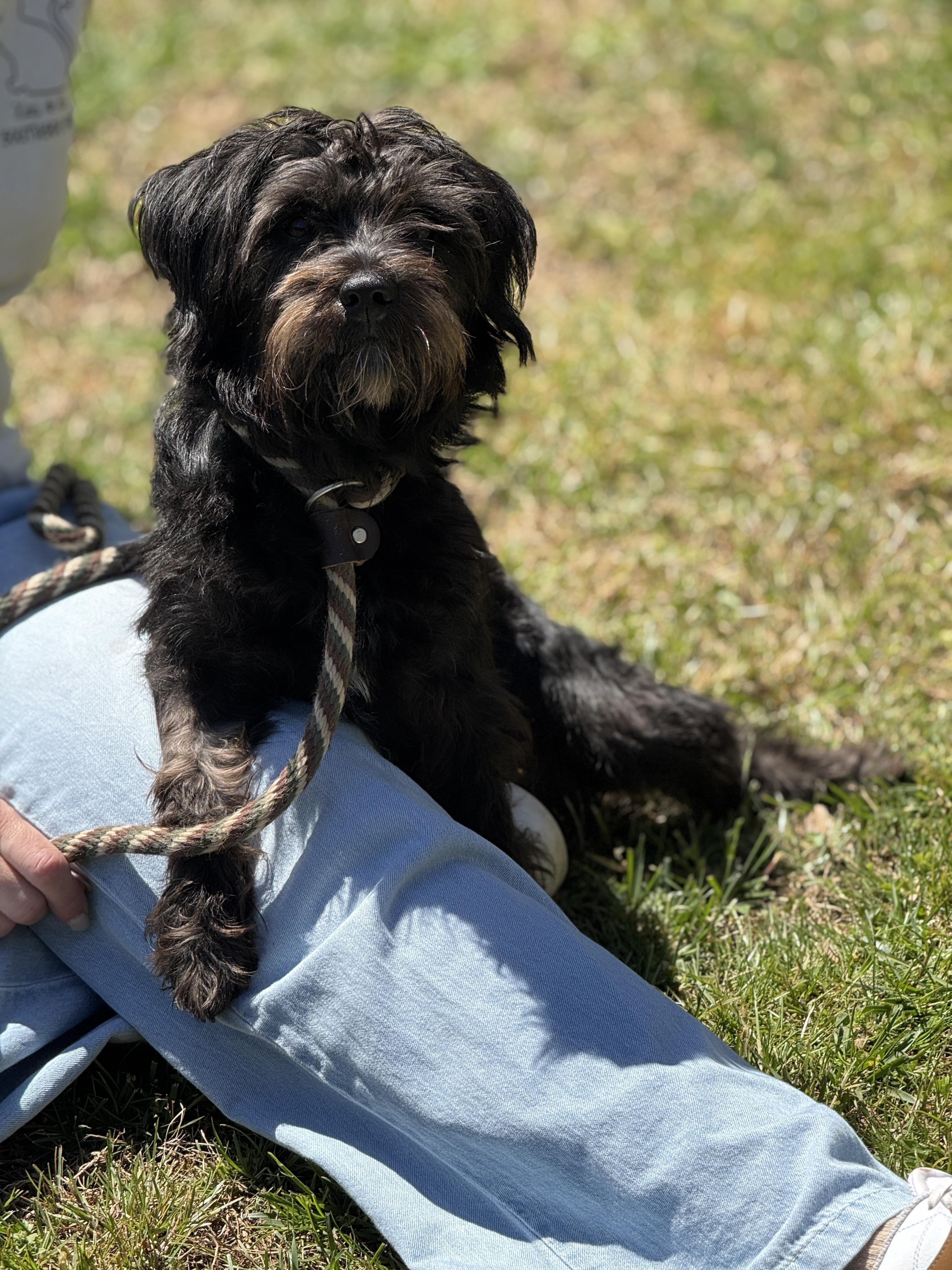 Enlarge Wesley, an adopted mixed breed in Richmond, VA image 5/5