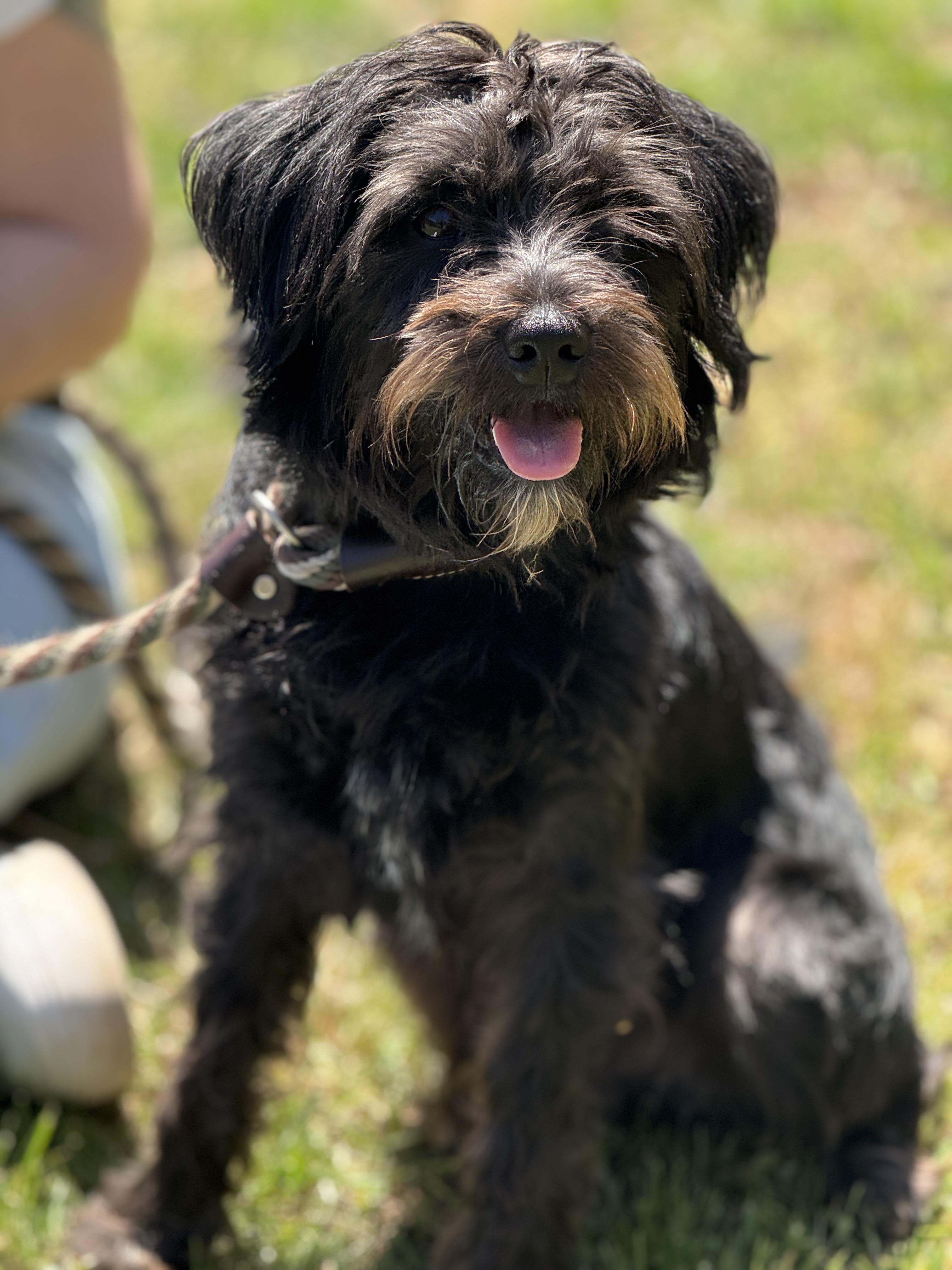 Enlarge Wesley, an adopted mixed breed in Richmond, VA image 2/5