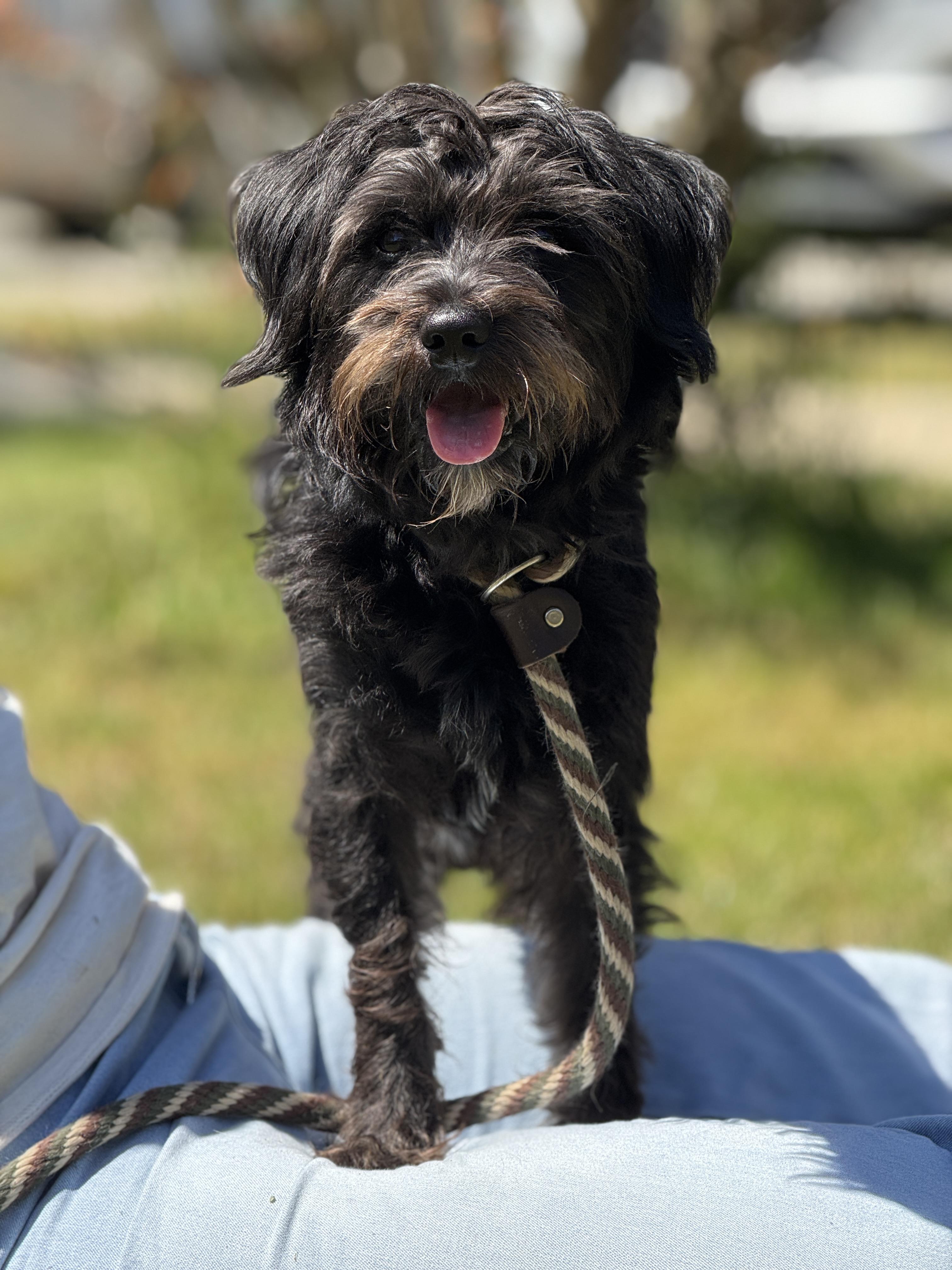 Enlarge Wesley, an adopted mixed breed in Richmond, VA image 3/5