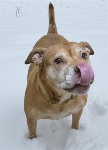 GERALDINE, Adoptable, Adult Female Mastiff & Mixed Breed.