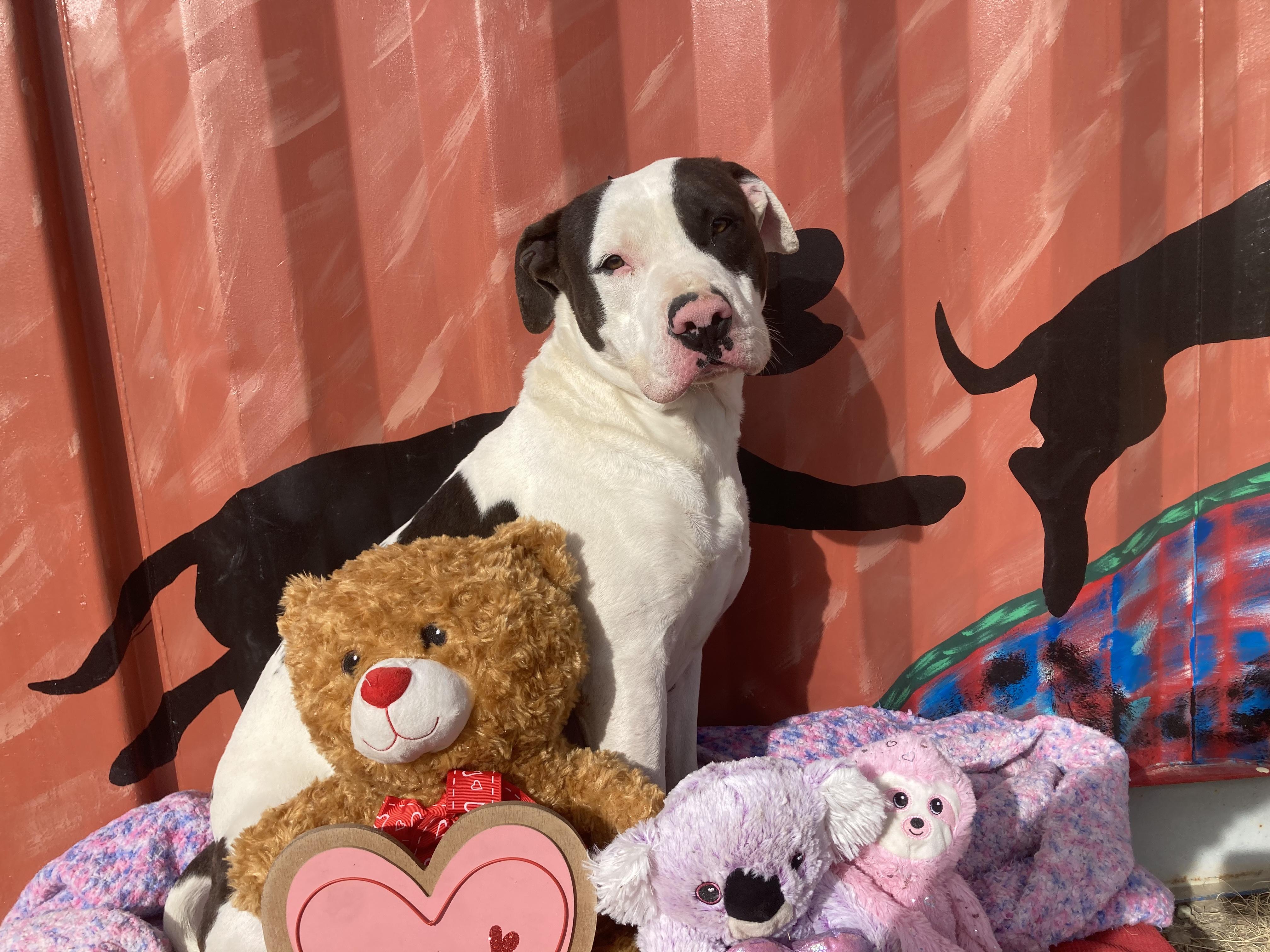 Enlarge Goliath, a Adopted mixed breed in RYE, CO image 2/5