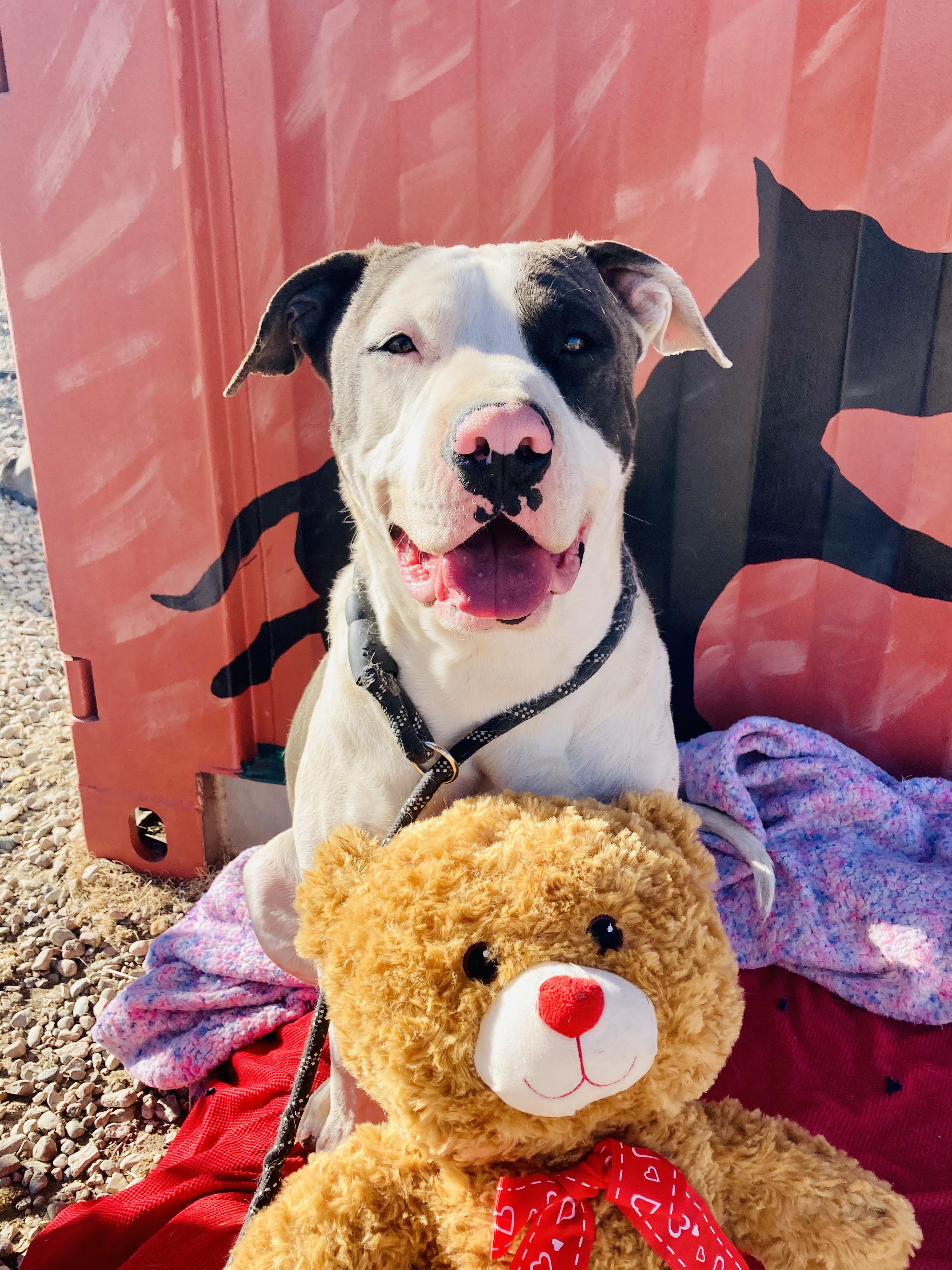 Enlarge Goliath, a Adopted mixed breed in RYE, CO image 4/5