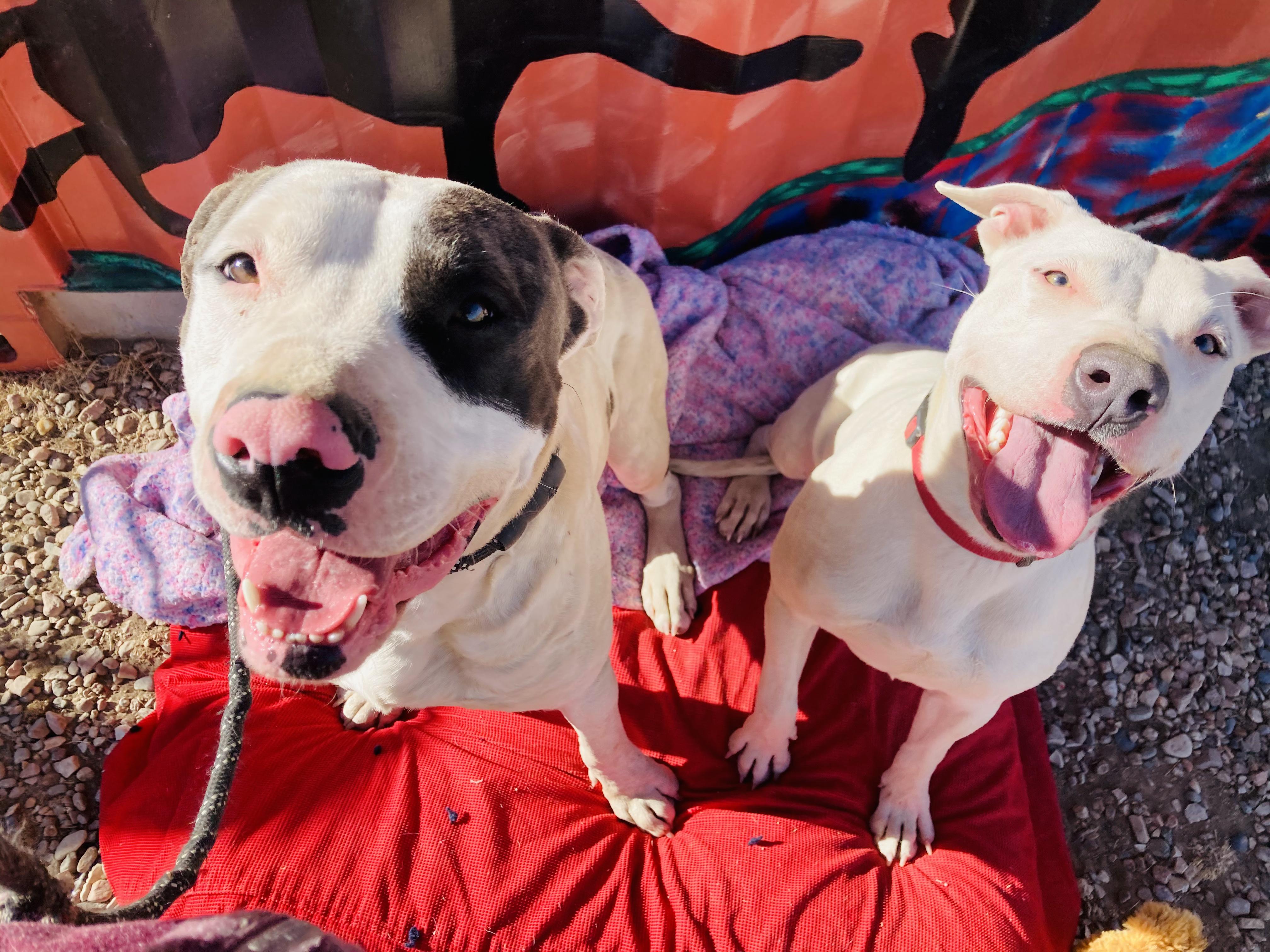 Enlarge Goliath, a Adopted mixed breed in RYE, CO image 5/5