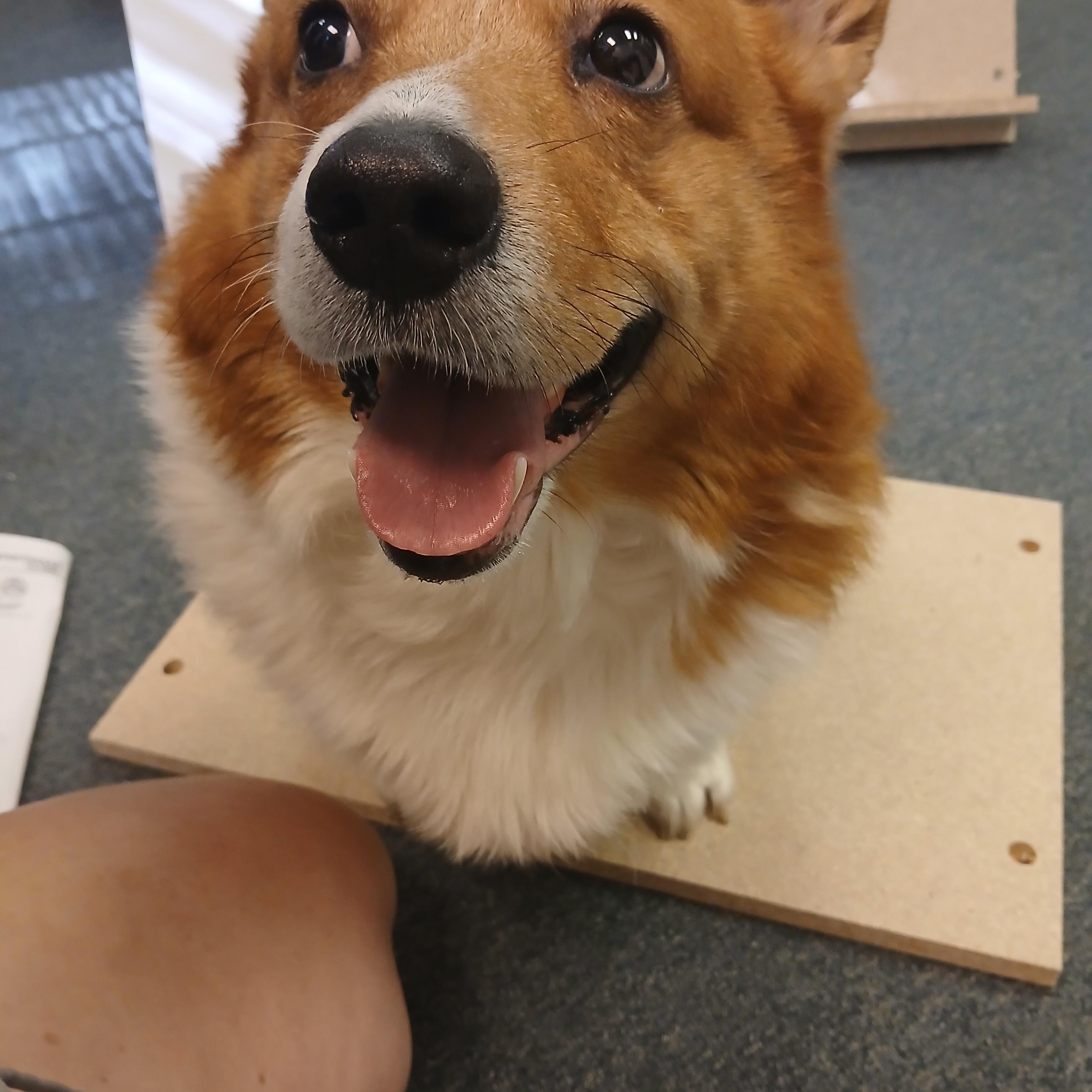 Cooper, a Adoptable Pembroke Welsh Corgi in Carey, OH image 4/4
