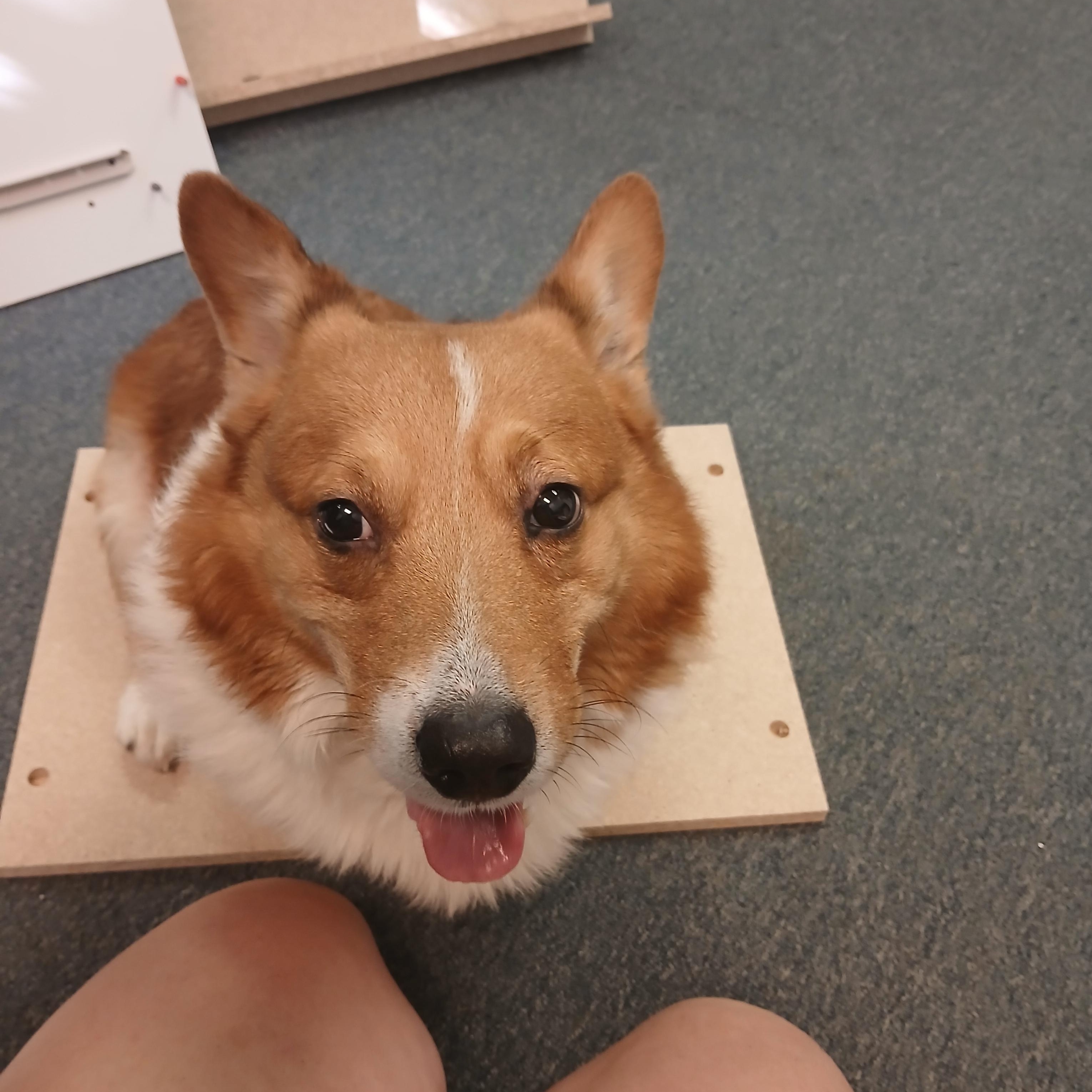 Cooper, a Adoptable Pembroke Welsh Corgi in Carey, OH image 3/4