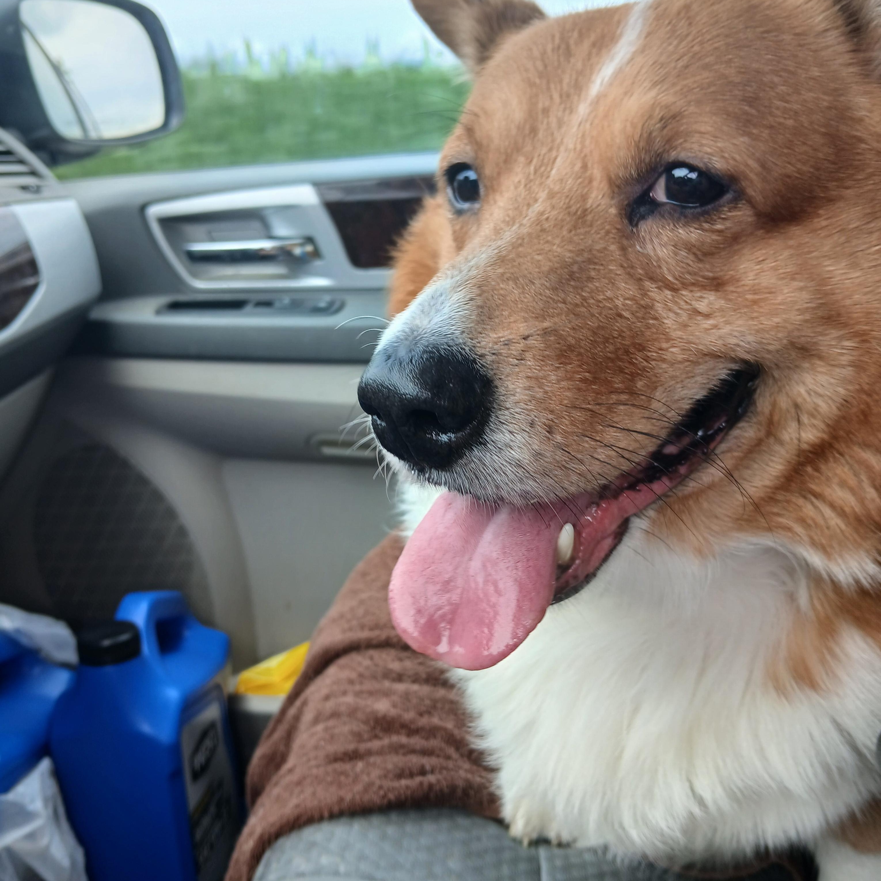 Cooper, a Adoptable Pembroke Welsh Corgi in Carey, OH image 2/4