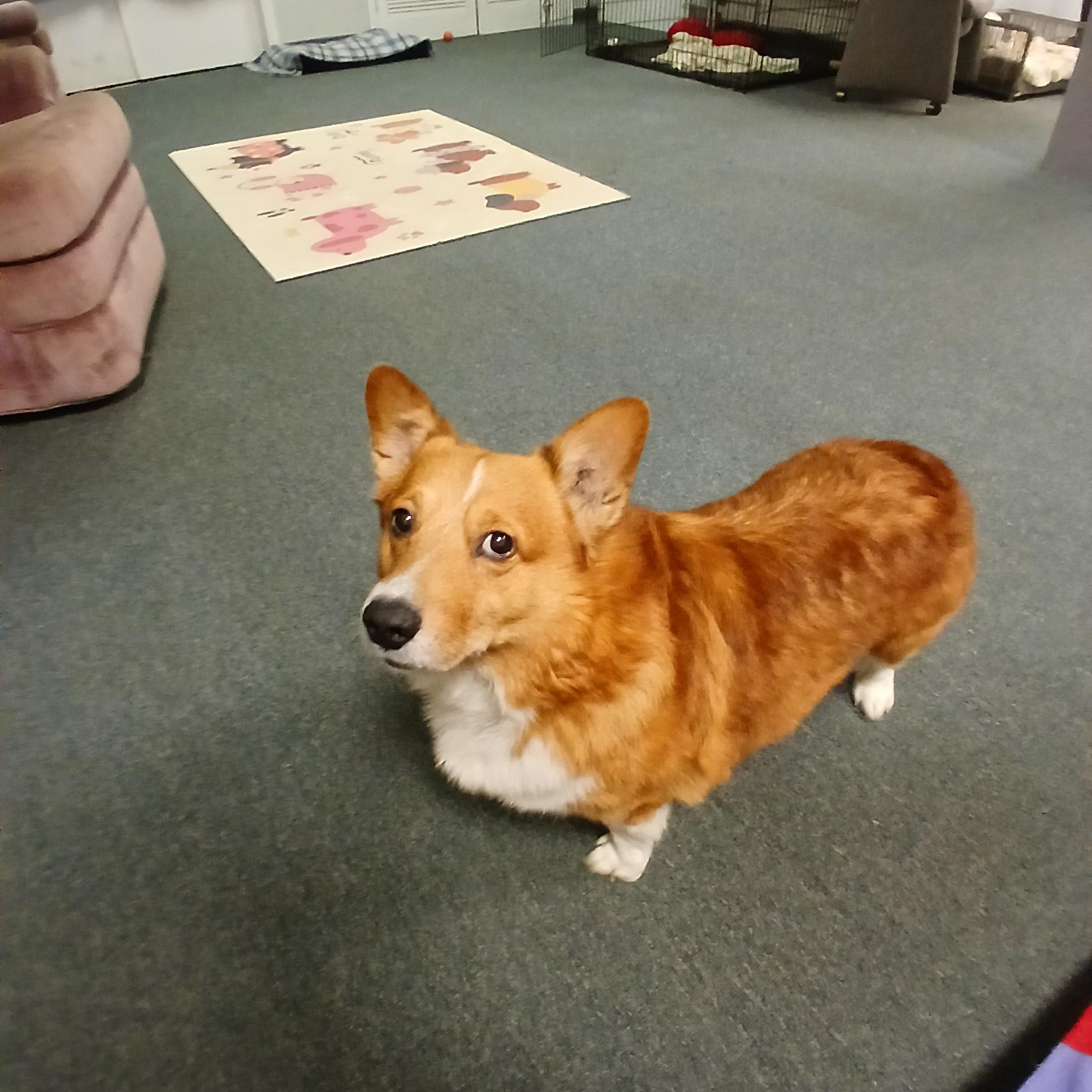 Cooper, Adoptable, Adult Male Pembroke Welsh Corgi.