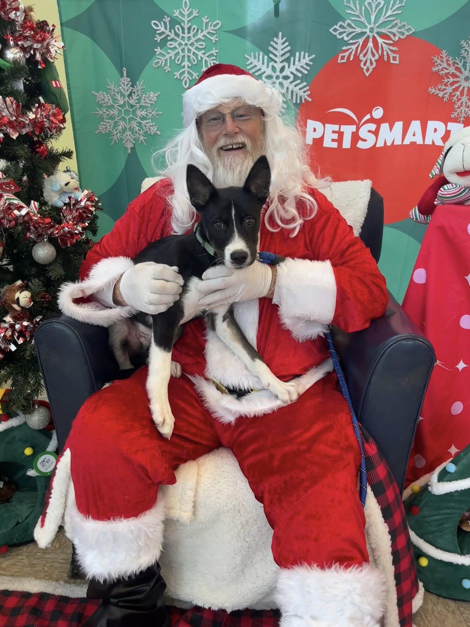 Odie, Adoptable, Puppy Male Siberian Husky & Pit Bull Terrier.