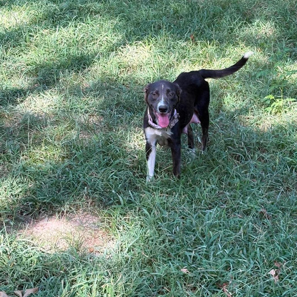Rheanyra, Adoptable, Young Female Border Collie & Mixed Breed.