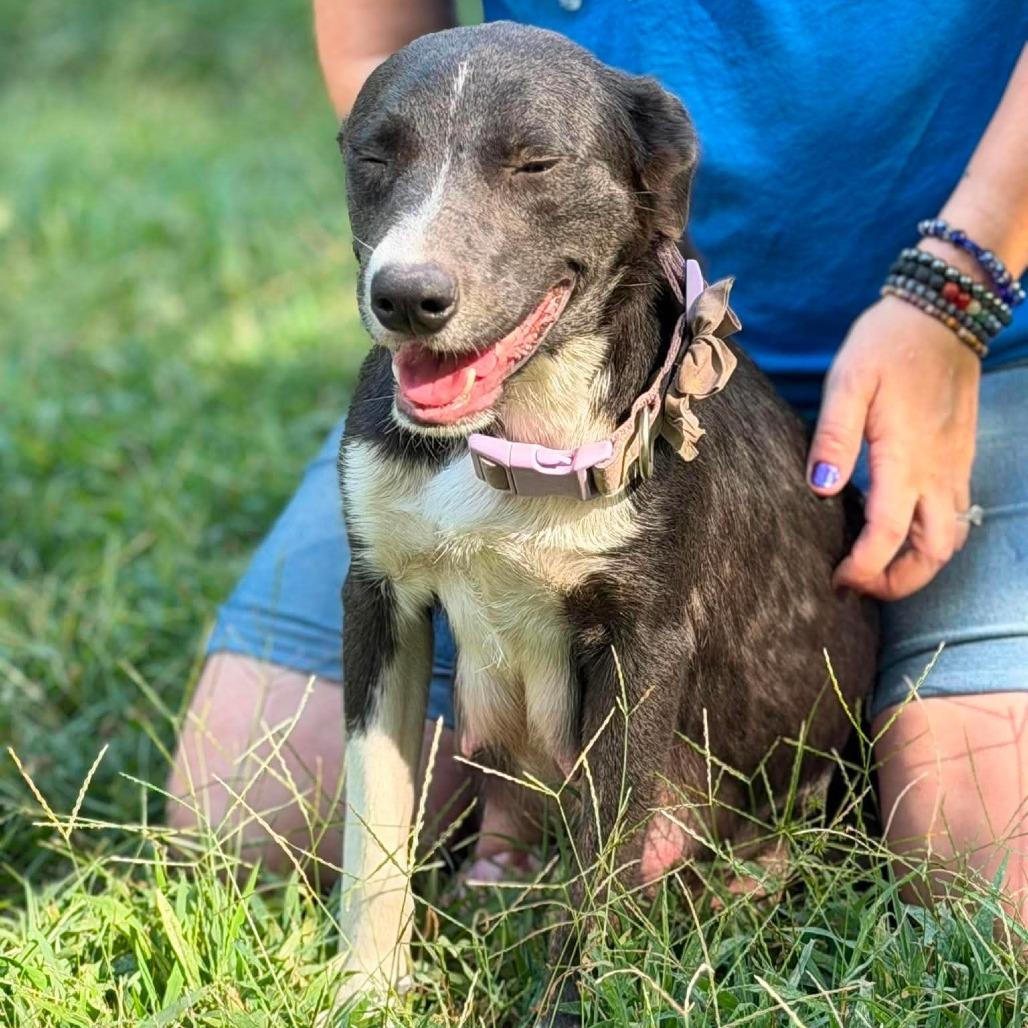 Enlarge Rheanyra, a Adoptable mixed breed in Wadena, MN image 2/4