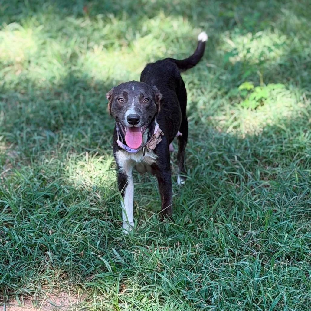 Enlarge Rheanyra, a Adoptable mixed breed in Wadena, MN image 4/4