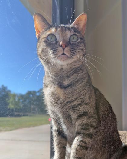 Rosie, Adoptable, Young Female Domestic Short Hair & Domestic Short Hair.