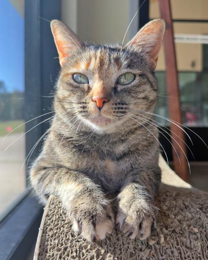 Enlarge Rosie, a Adoptable Domestic Short Hair in Leander, TX image 2/3