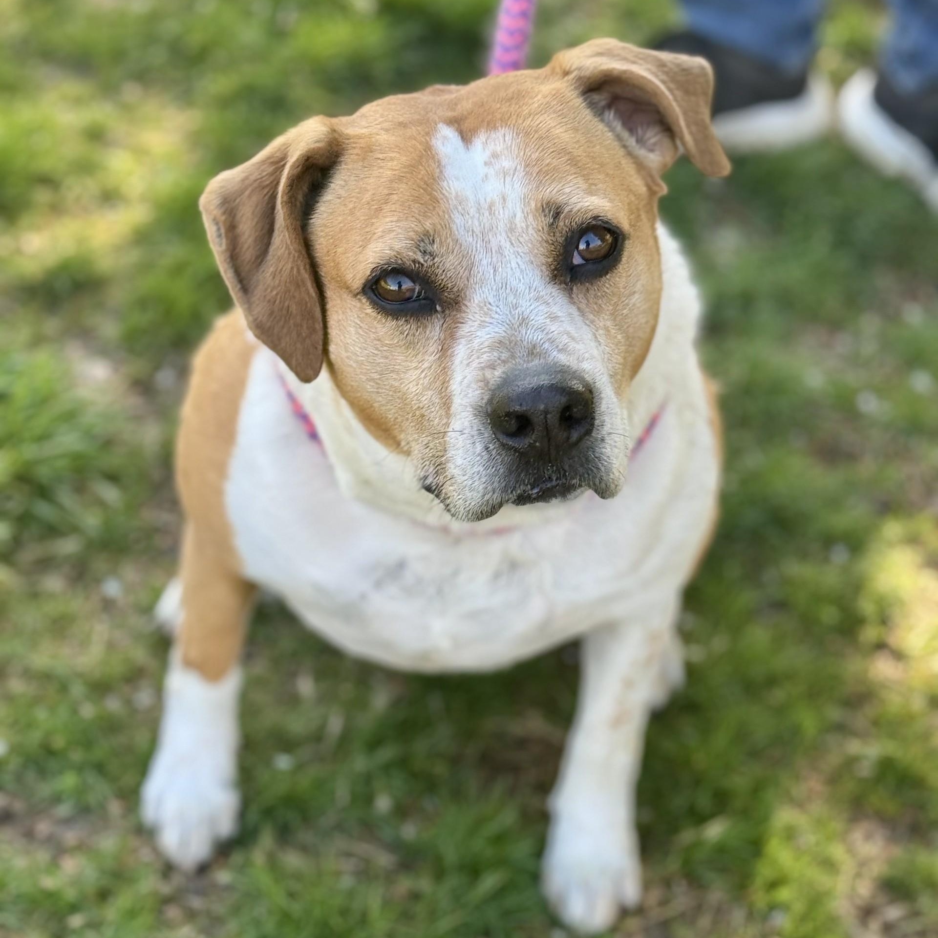 Titus Winn (CONC-A-132), a Adoptable mixed breed in Concord, NC image 2/5