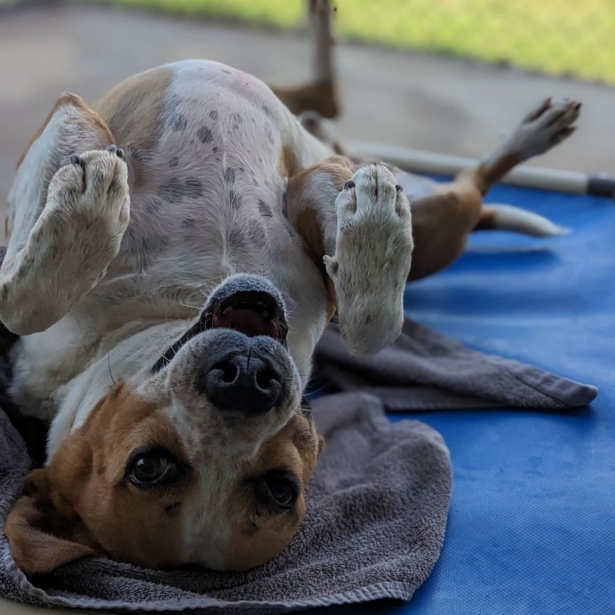 Titus Winn (CONC-A-132), a Adoptable mixed breed in Concord, NC image 4/5