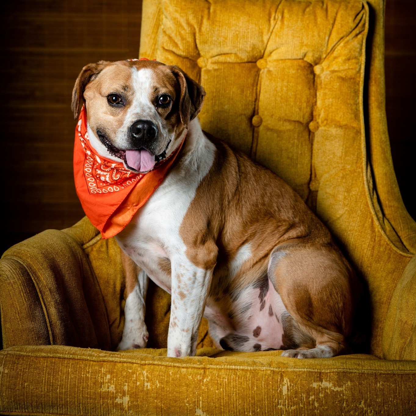 Titus Winn (CONC-A-132), a Adoptable mixed breed in Concord, NC image 3/5